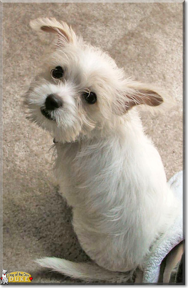 Duke the Maltese, Chihuahua mix, the Dog of the Day