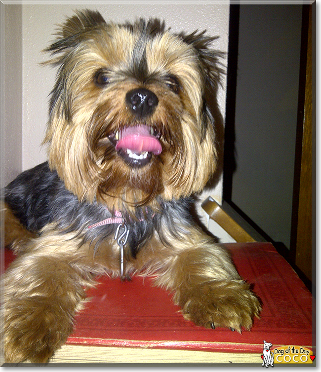 Coco the Yorkshire Terrier, the Dog of the Day