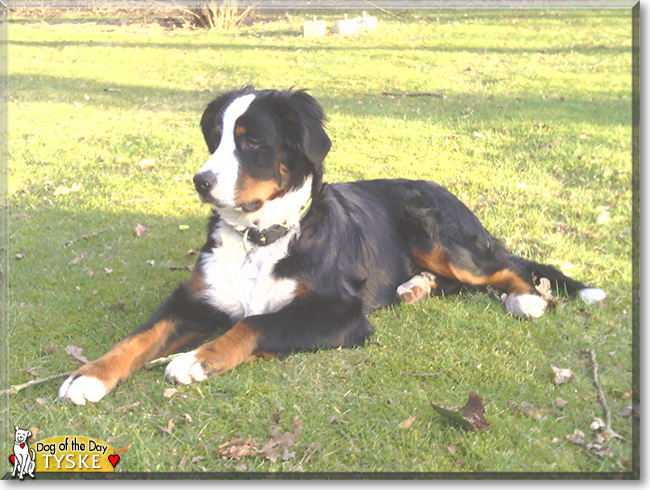 Tyske the Bernese Mountain Dog, the Dog of the Day