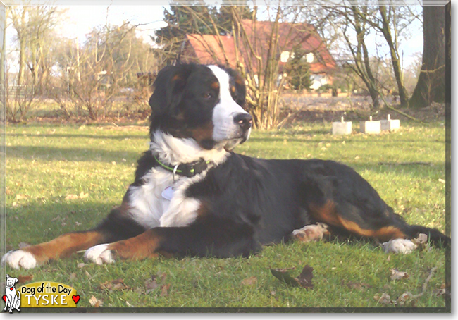 Tyske the Bernese Mountain Dog, the Dog of the Day