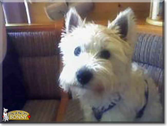 Bonny the West Highland Terrier, the Dog of the Day