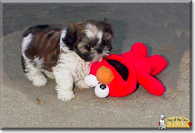 Tink the Shih Tzu, the Dog of the Day