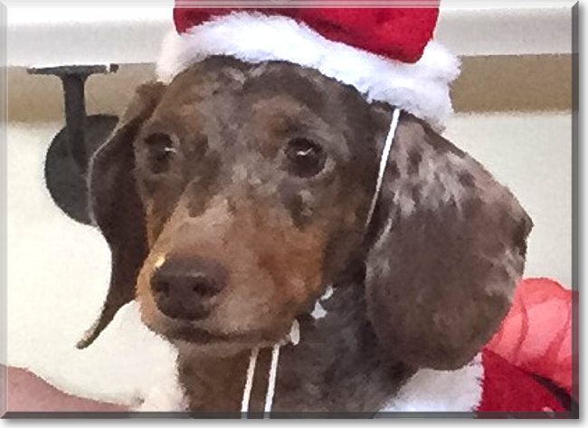 Truffles the Miniature Dachshund, the Dog of the Day