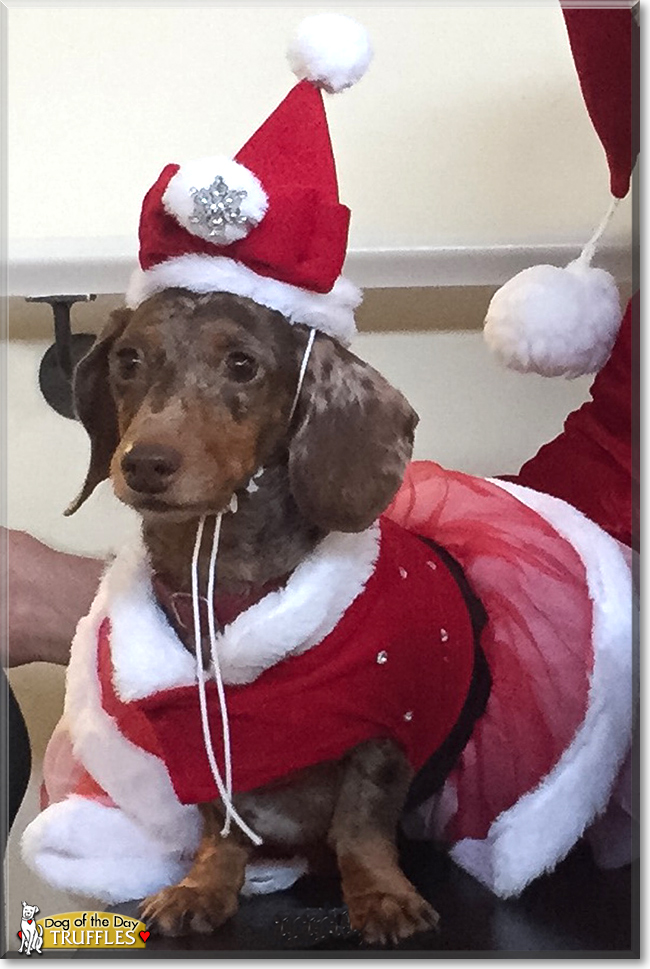 Truffles the Miniature Dachshund, the Dog of the Day