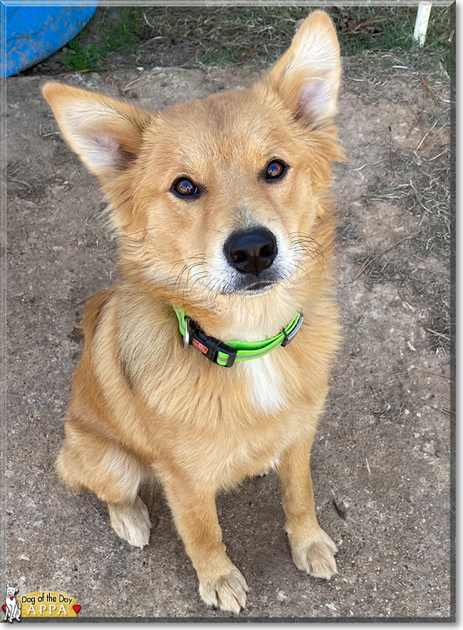 Appa the Chow Chow, Collie mix, the Dog of the Day