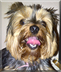 Coco the Yorkshire Terrier