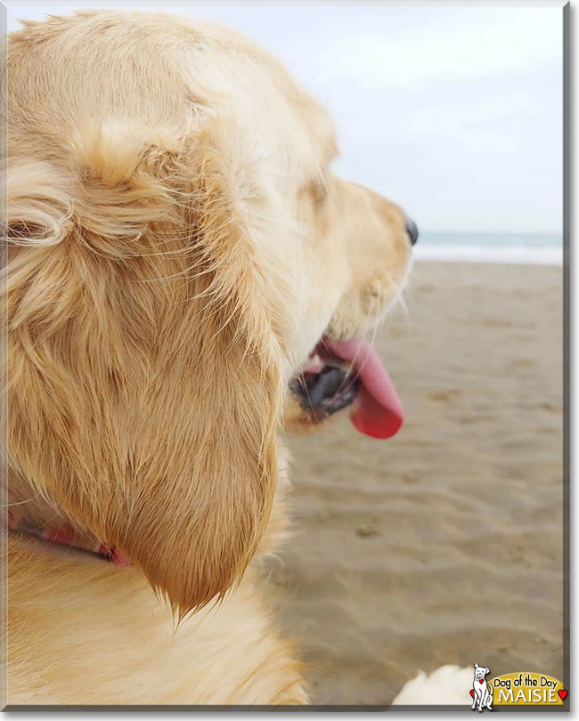 Maisie the Golden Retriever, the Dog of the Day