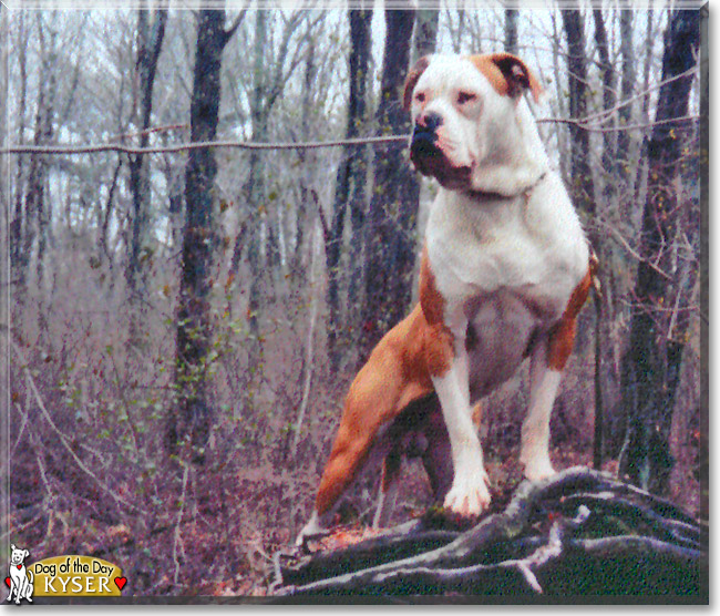 Kyser the American Bulldog, the Dog of the Day