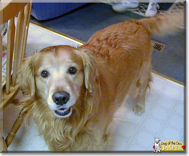 Jasper the Golden Retriever, the Dog of the Day