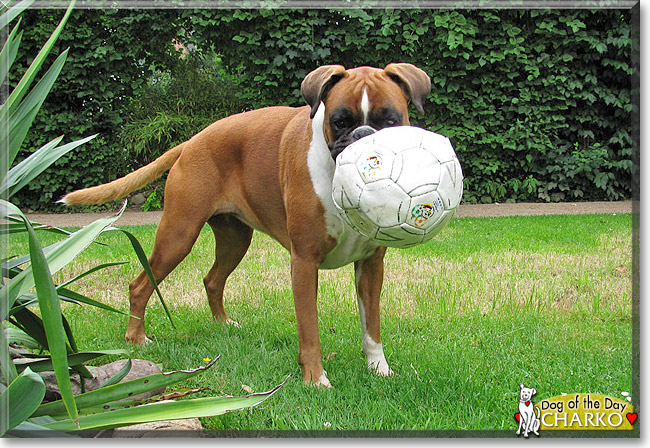 Charko the Boxer, the Dog of the Day