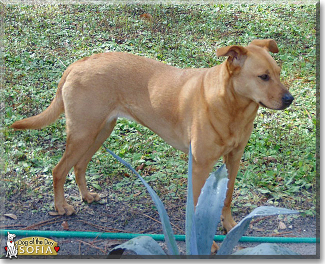 Sofia the Labrador Retriever, Chow Chow mix, the Dog of the Day