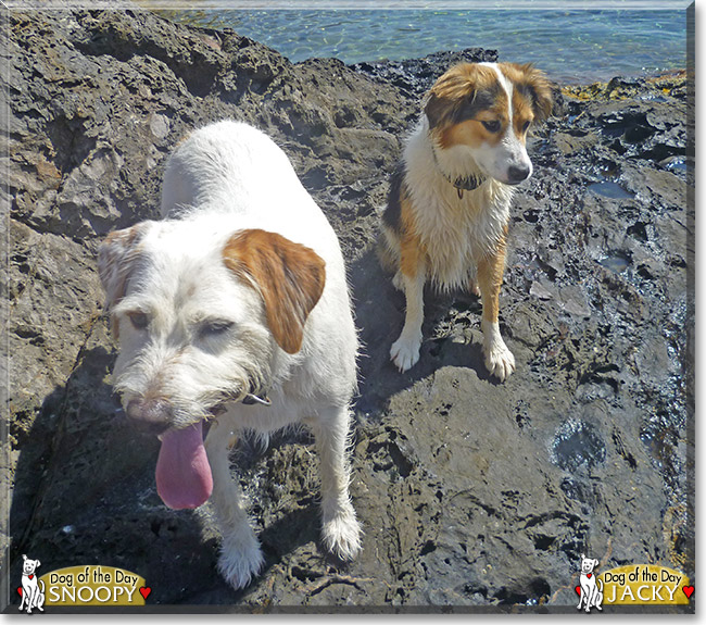 Snoopy the Hunting Dog mix and Jacky the Border Collie mix, the Dogs of the Day