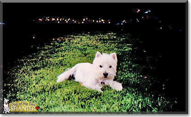 Shanter the West Highland White Terrier, the Dogs of the Day