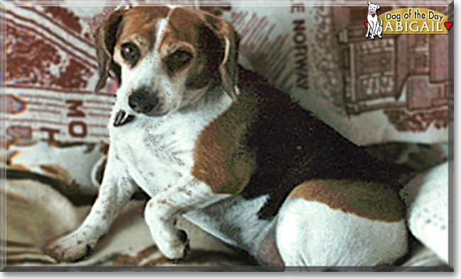 Abigial the Beagle, the Dogs of the Day