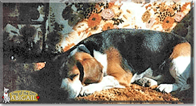 Abigial the Beagle, the Dogs of the Day