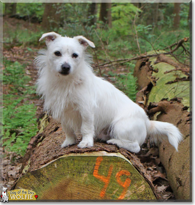 Wolfie the Jack Russell Terrier, Maltese mix, the Dogs of the Day