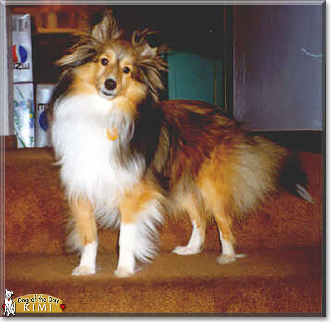 Kimi the Shetland Sheepdog, the Dogs of the Day