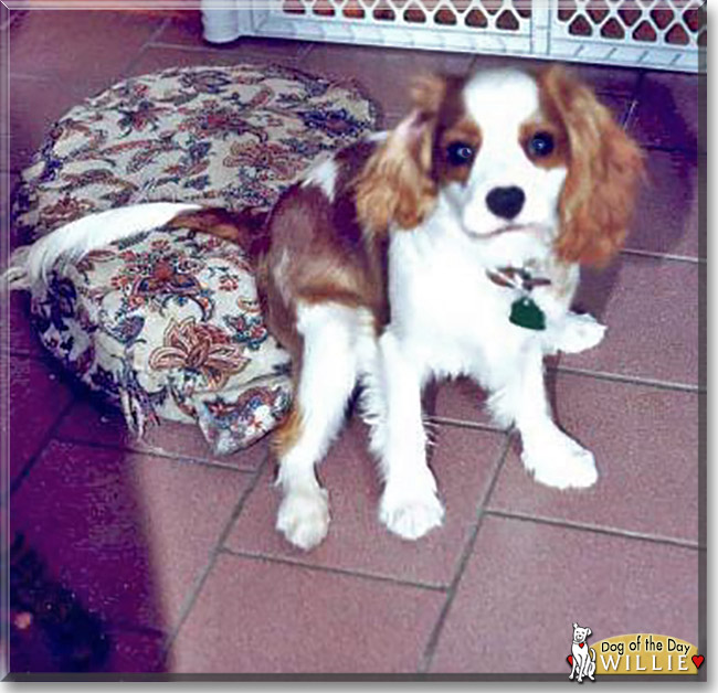 Willie the Cavalier King Charles Spaniel, the Dog of the Day