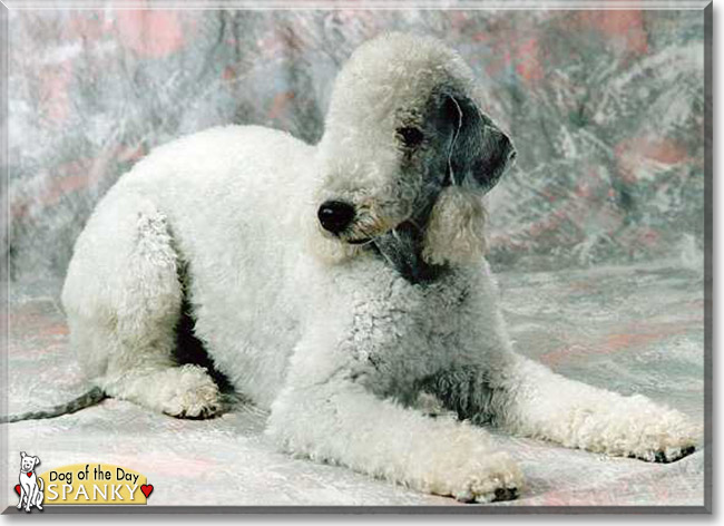 Spanky the Bedlington Terrier, the Dog of the Day