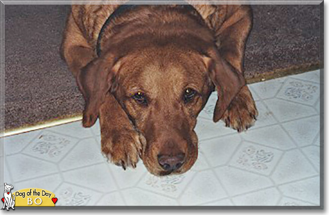 Bo the Golden Retreiver, Labrador mix, the Dog of the Day
