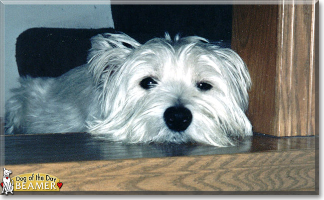 Beamer the West Highland White Terrier, the Dog of the Day