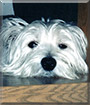 Beamer the West Highland White Terrier