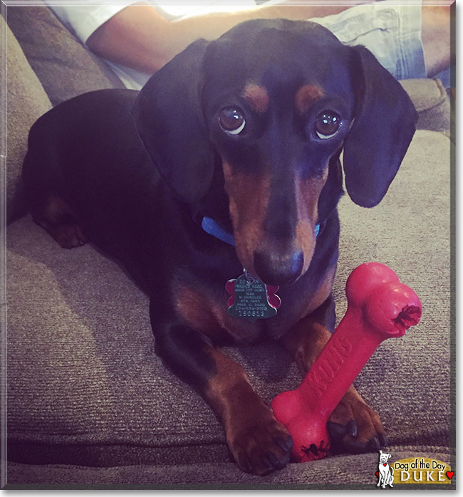 Duke the Miniature Dachshund, the Dog of the Day