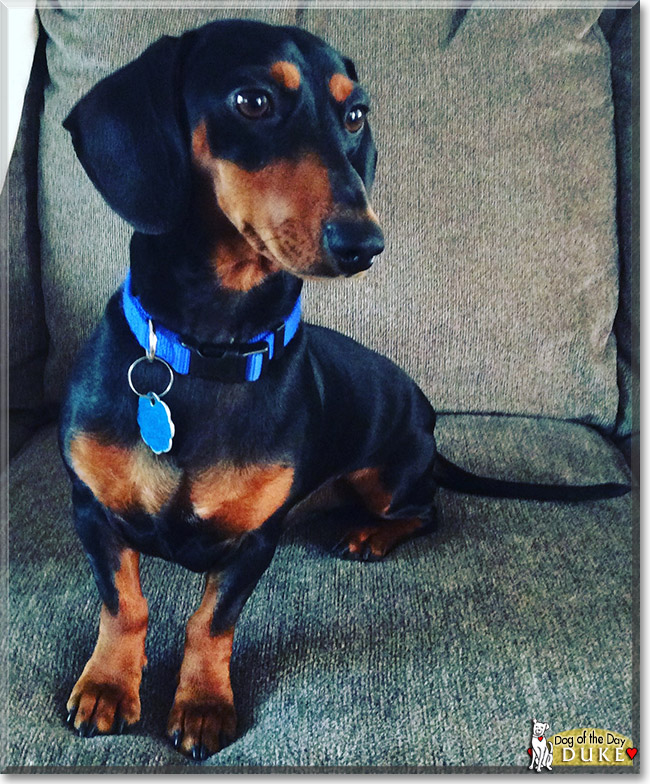 Duke the Miniature Dachshund, the Dog of the Day