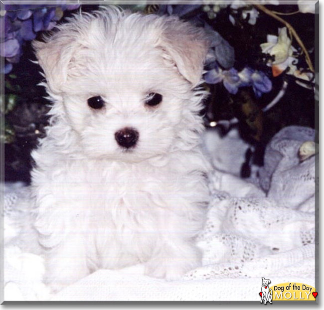 Molly the Maltese, the Dog of the Day