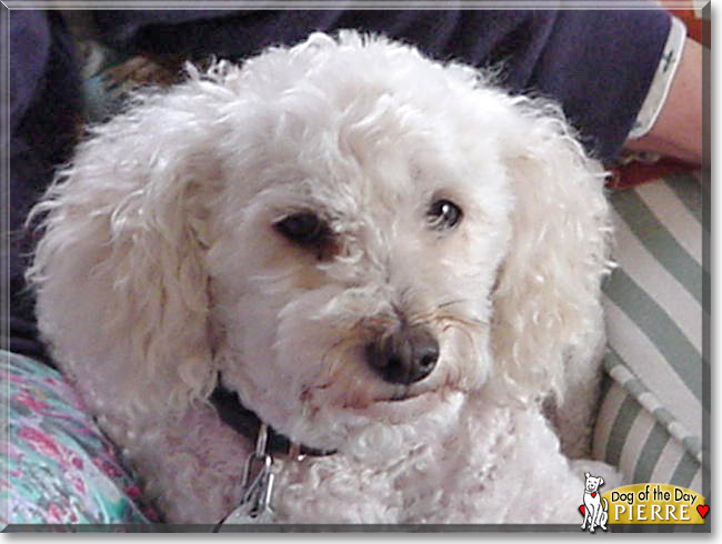Pierre the Bichon Frise, the Dog of the Day