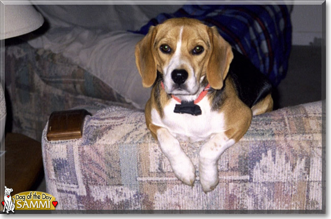 Sammi the Beagle, the Dog of the Day