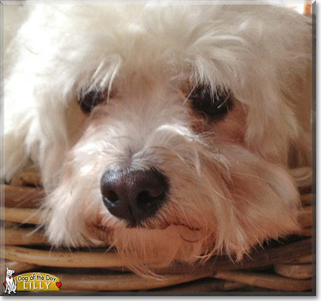 Lilly the Maltese mix, the Dog of the Day