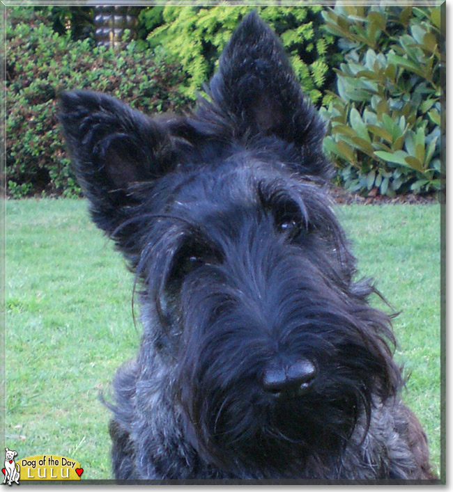 Lulu the Scottish Terrier, the Dog of the Day