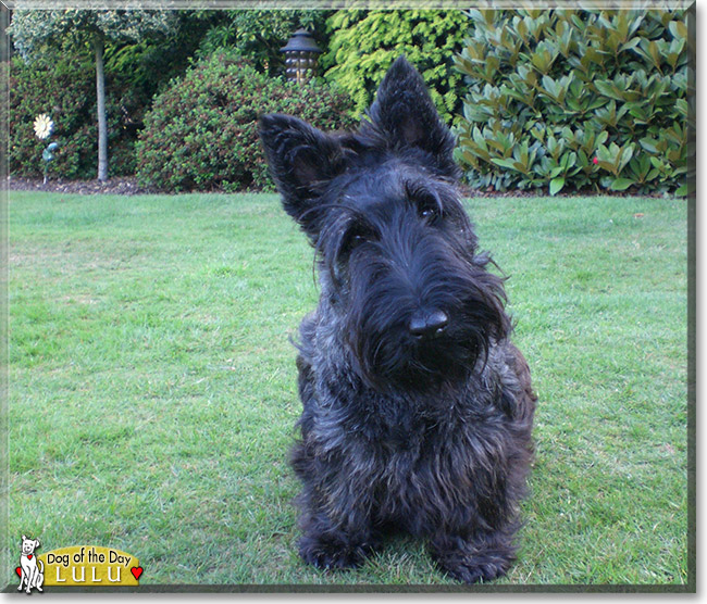 Lulu the Scottish Terrier, the Dog of the Day
