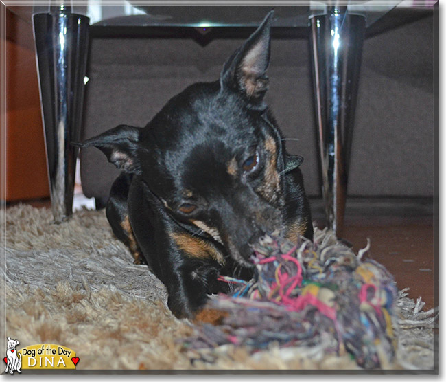 Dina the Miniature Pinscher, the Dog of the Day