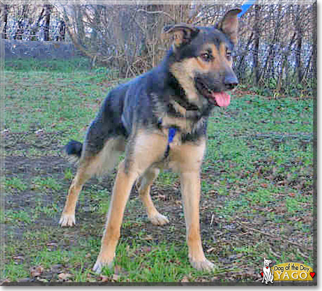 Yago the German Shepherd mix, the Dog of the Day