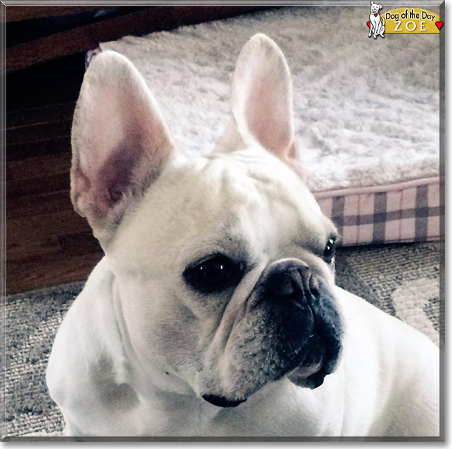 Zoe the French Bulldog, the Dog of the Day