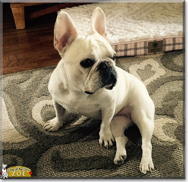 Zoe the French Bulldog, the Dog of the Day