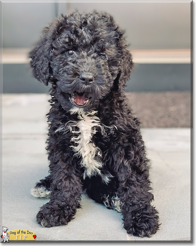 Tip the Poodle mix, the Dog of the Day