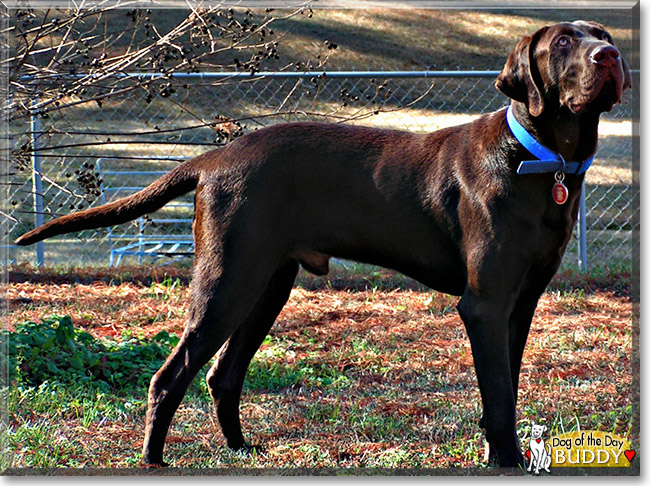 Buddy the Labrador Retriever, Great Dane mix, the Dog of the Day