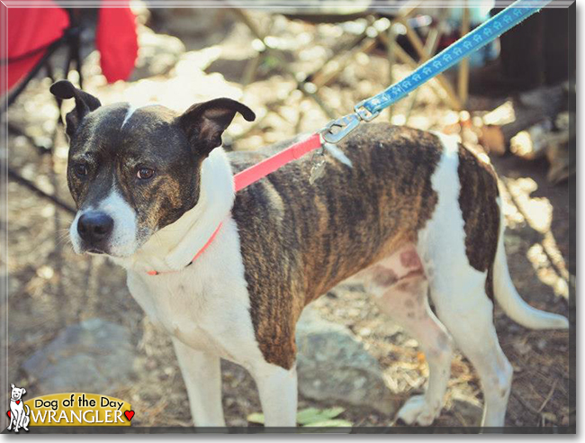 Wrangler the Pitbull Terrier mix, the Dog of the Day