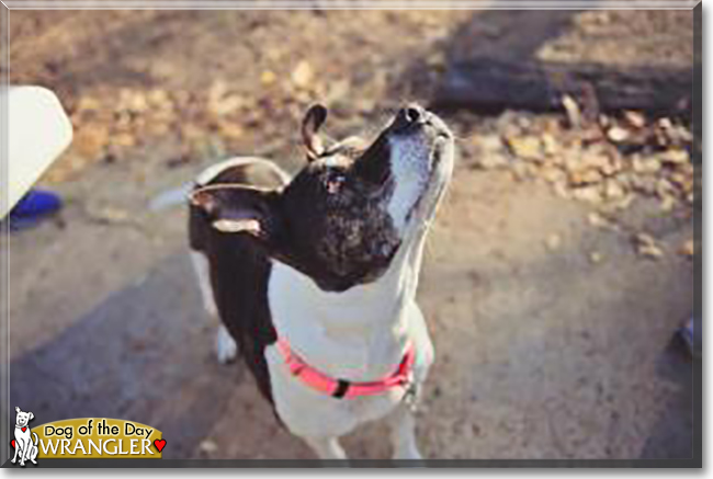 Wrangler the Pitbull Terrier mix, the Dog of the Day