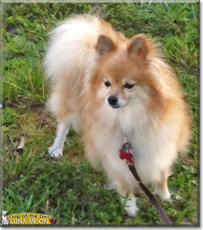 Luna Moon the Pomeranian, the Dog of the Day
