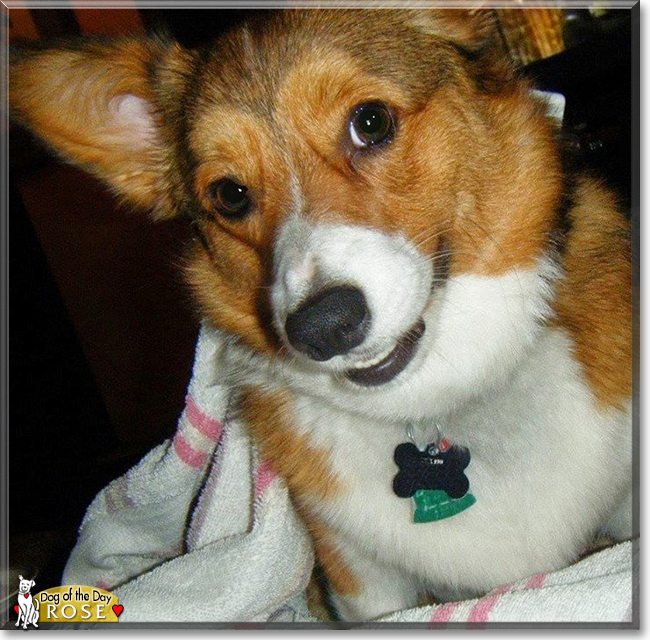 Rose the Pembroke Welsh Corgi , the Dog of the Day