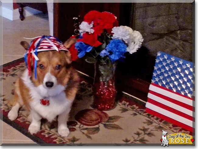 Rose the Pembroke Welsh Corgi, the Dog of the Day