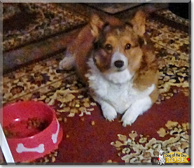 Rose the Pembroke Welsh Corgi, the Dog of the Day