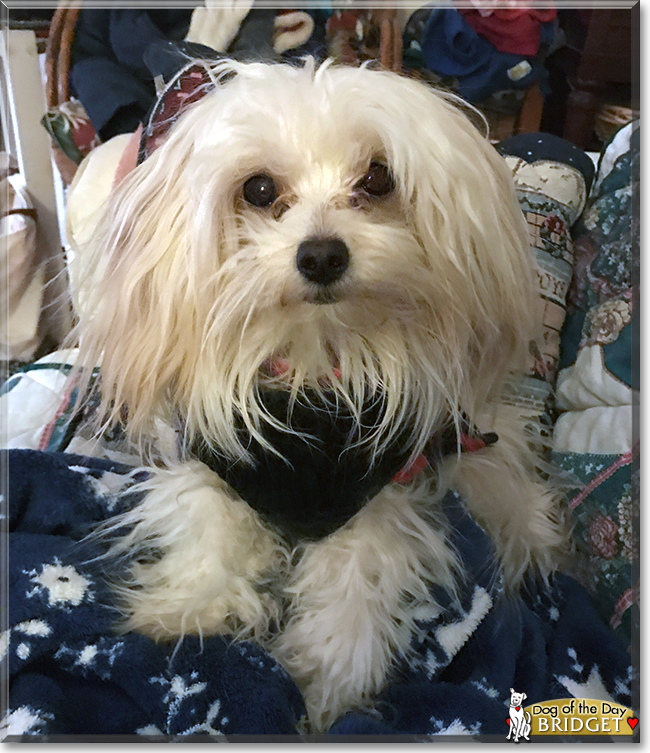 Bridget the Maltese, Poodle mix, the Dog of the Day