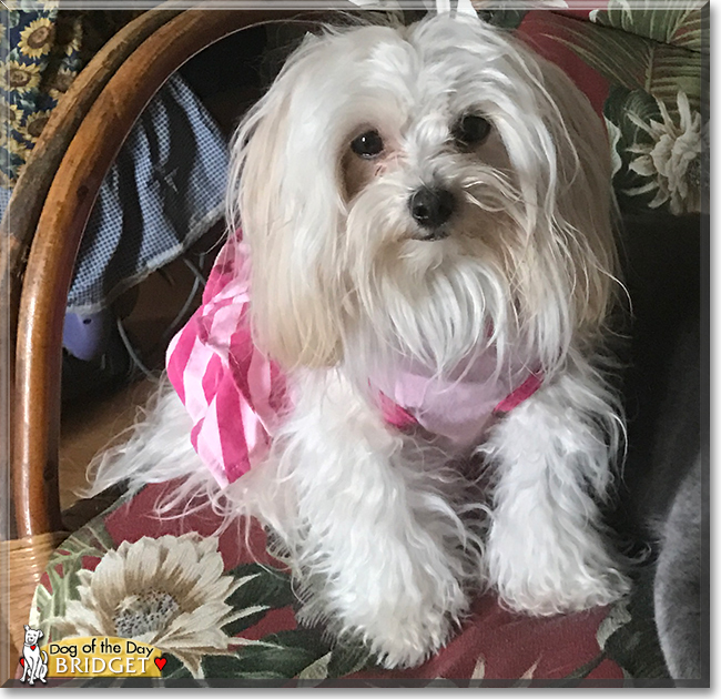 Bridget the Maltese, Poodle mix, the Dog of the Day