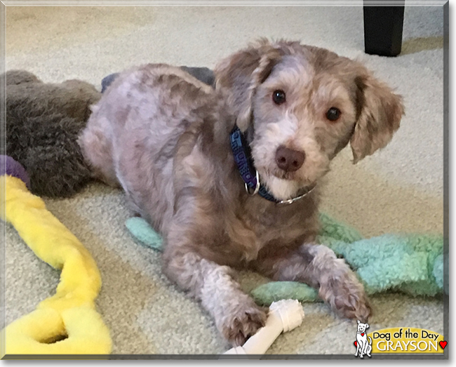 Grayson the Poodle, Hound mix, the Dog of the Day