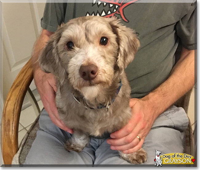 Grayson the Poodle, Hound mix, the Dog of the Day